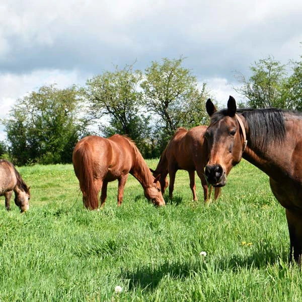 Pension pour chevaux à Bègues, Allier